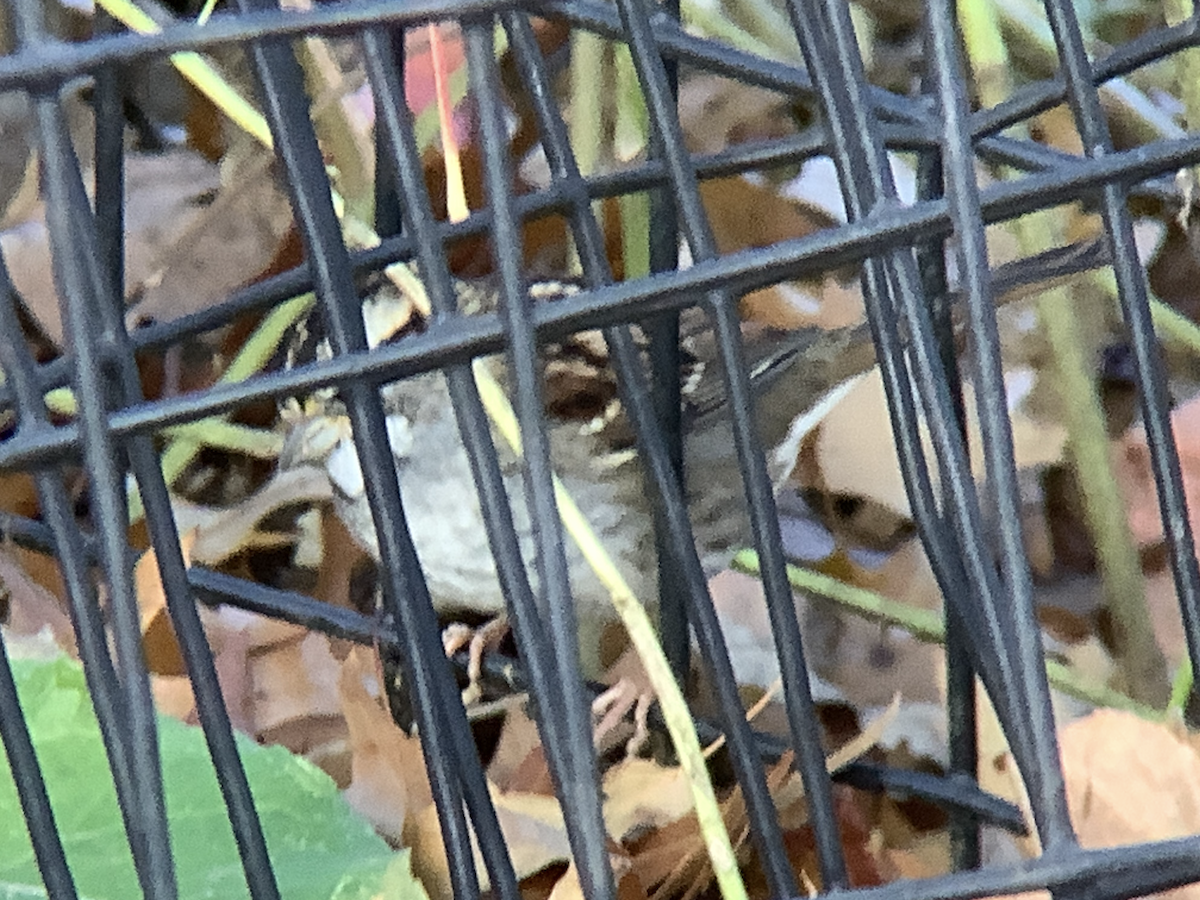 Белогорлая зонотрихия - ML645359378