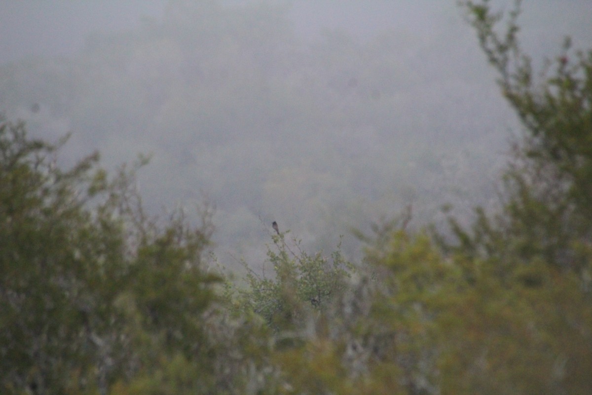 クロツキヒメハエトリ - ML645359380