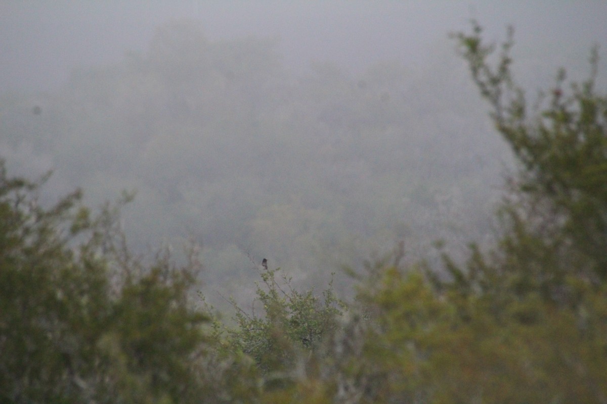 クロツキヒメハエトリ - ML645359381