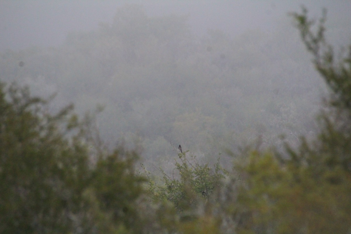 クロツキヒメハエトリ - ML645359382