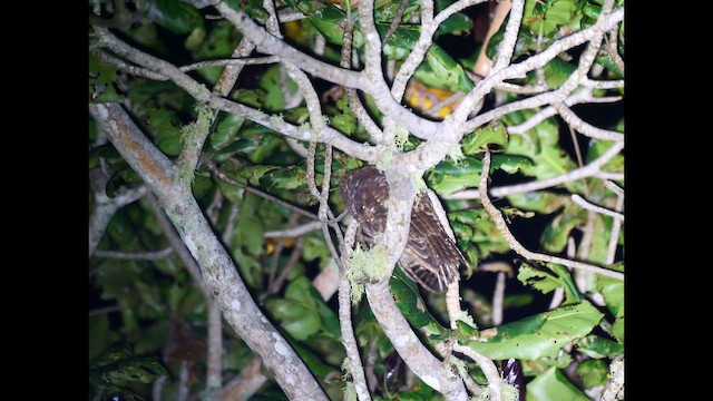 Christmas Island Boobook - ML645359386