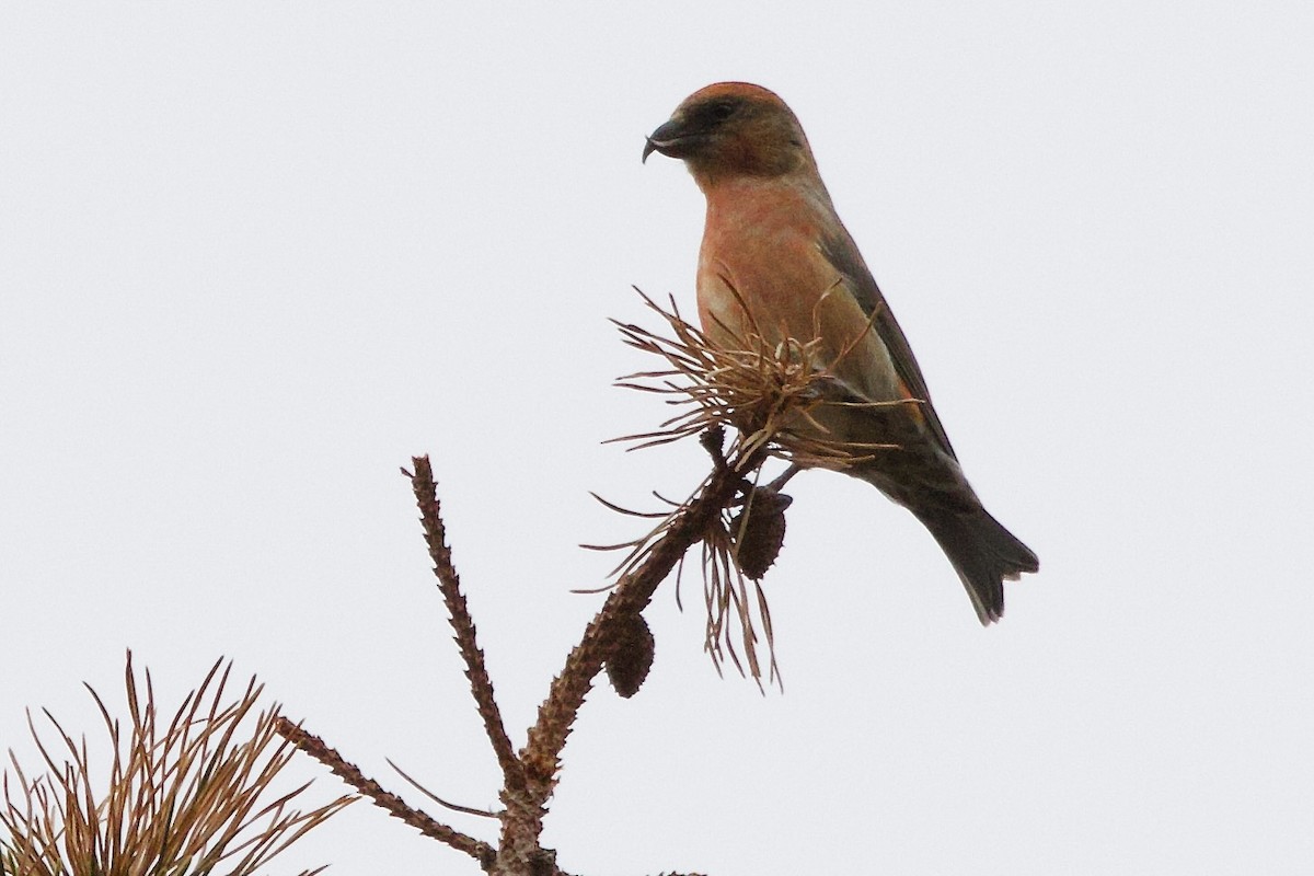 紅交嘴雀 - ML645359387