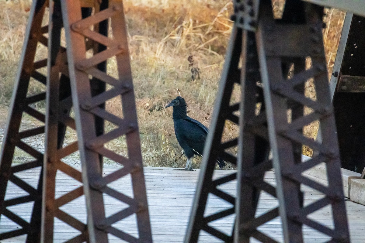 Катарта чорна - ML645359388