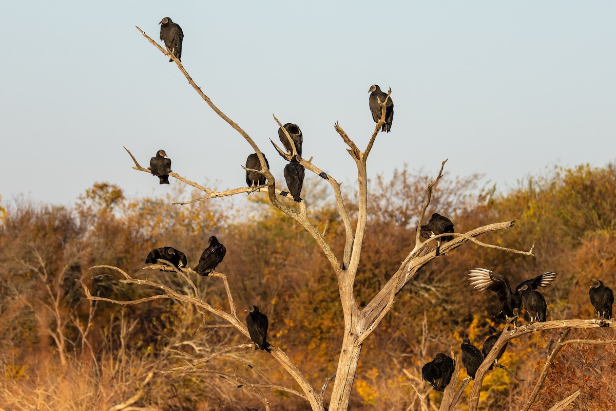 Катарта чорна - ML645359406