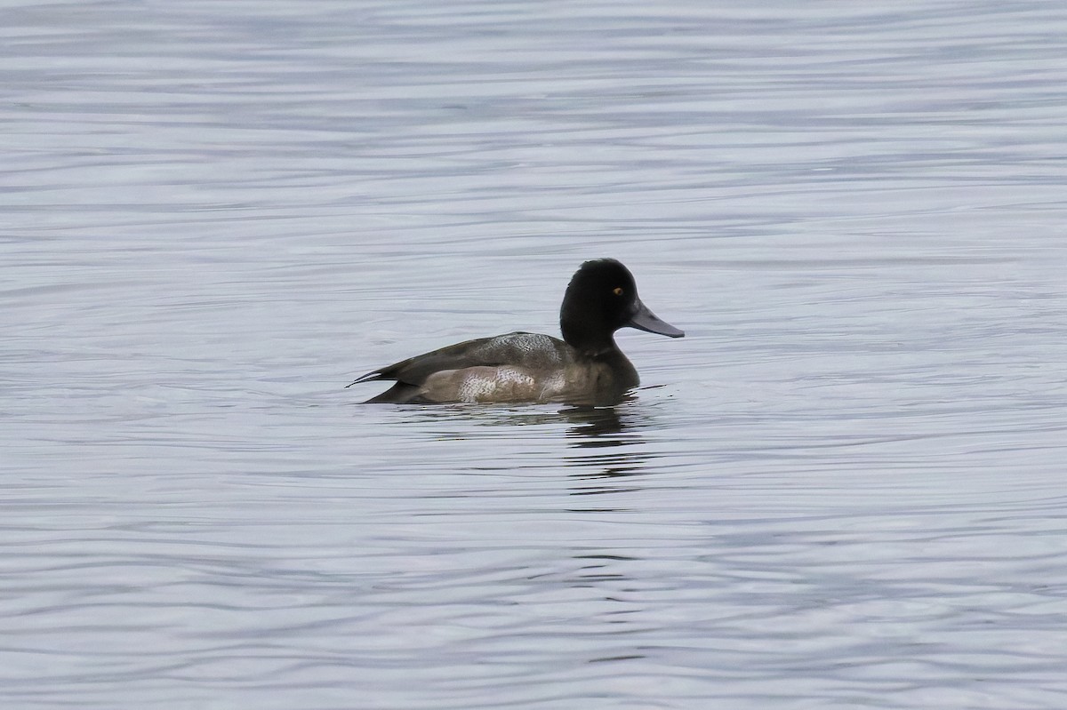 Lesser Scaup - ML645359437