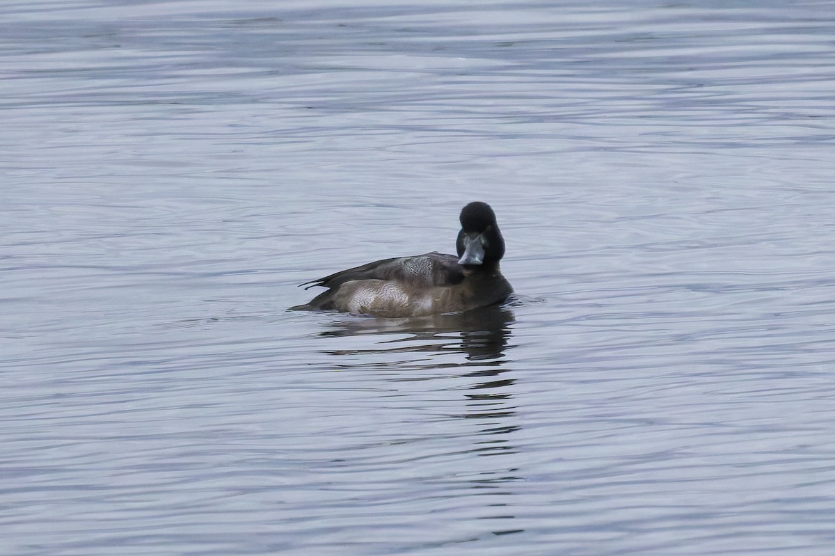 Lesser Scaup - ML645359440