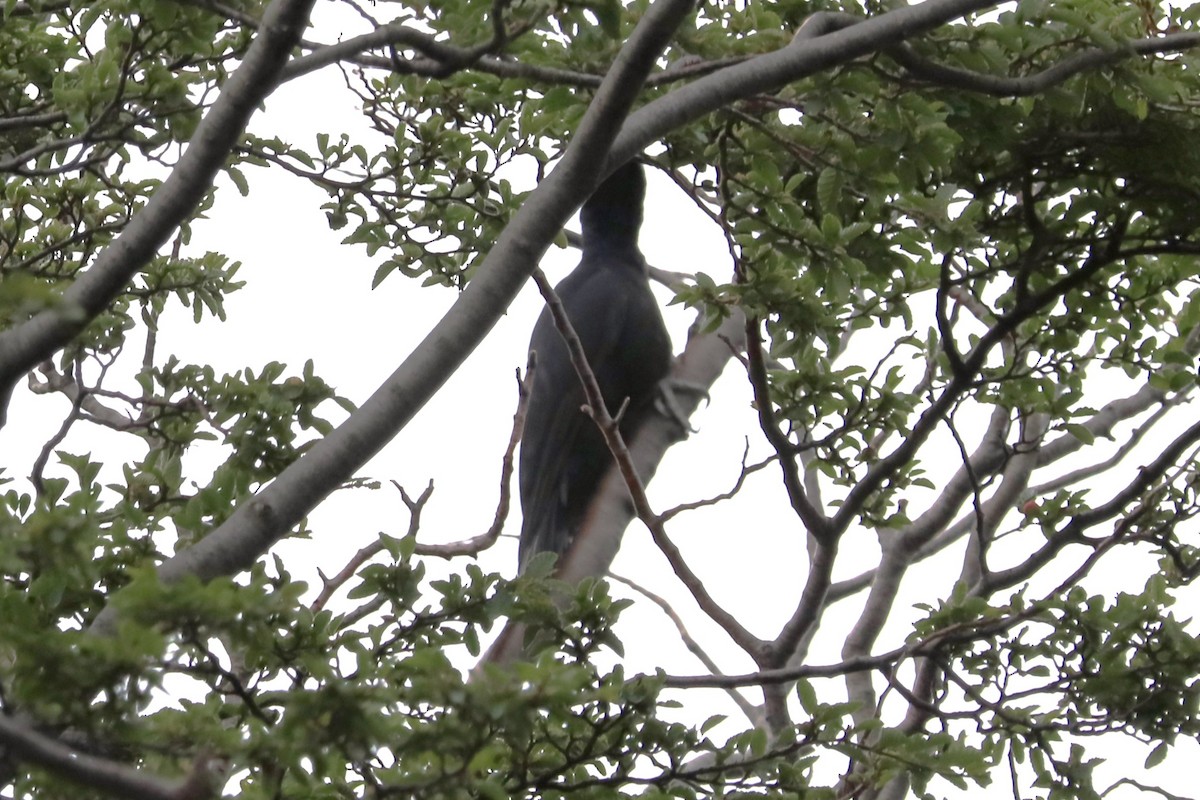 Magellanic Woodpecker - ML645359460