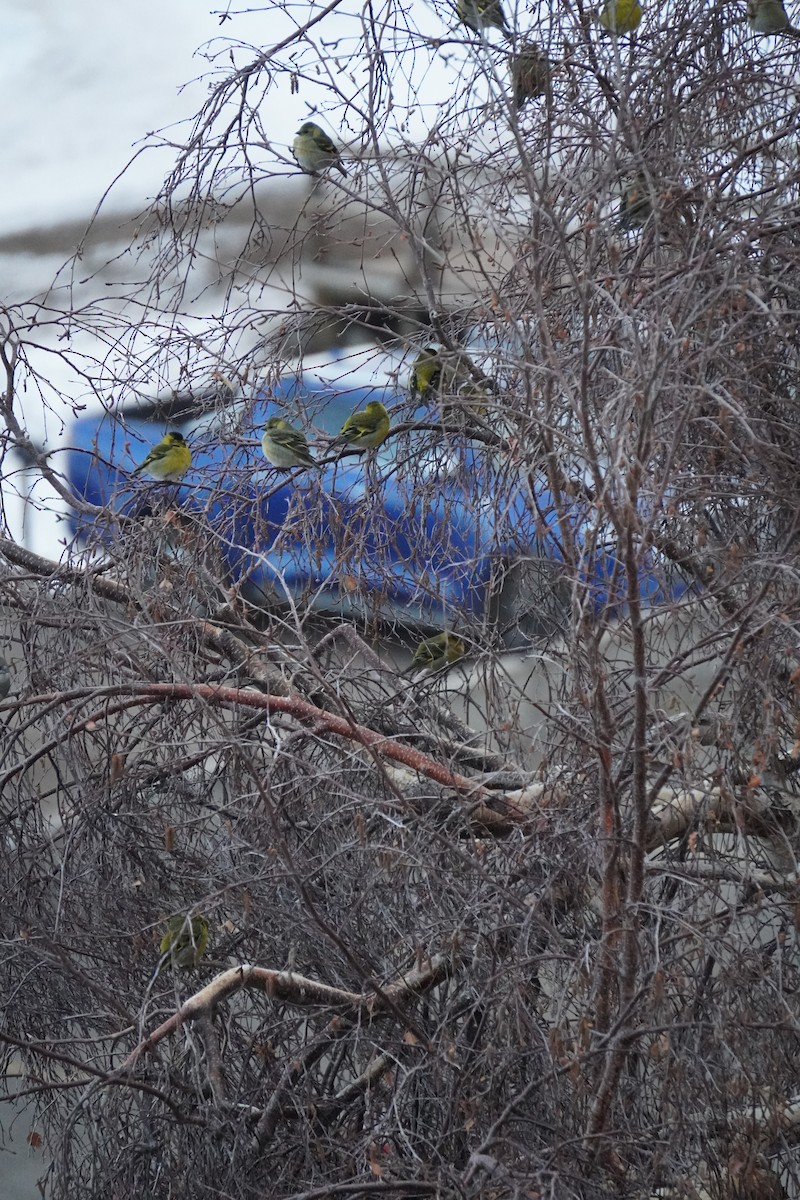 čížek vousatý - ML645359477