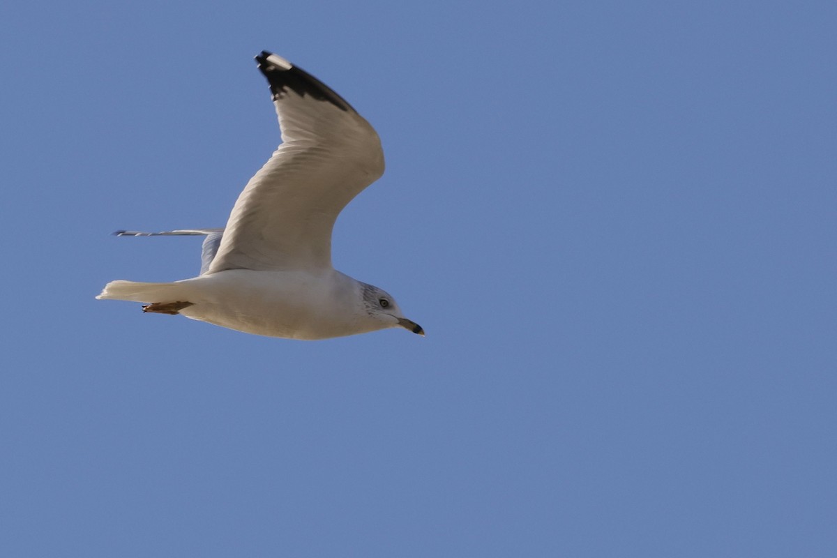 Ring-billed Gull - ML645359485