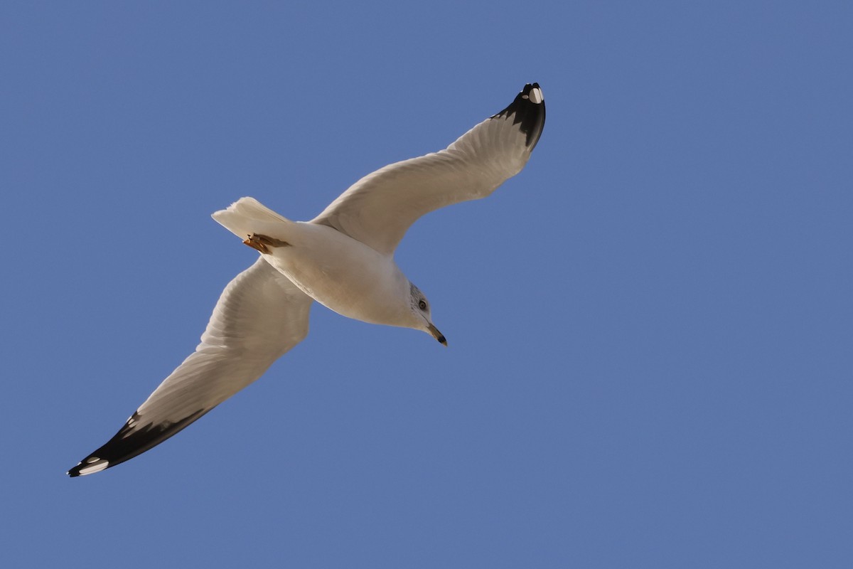 Ring-billed Gull - ML645359486