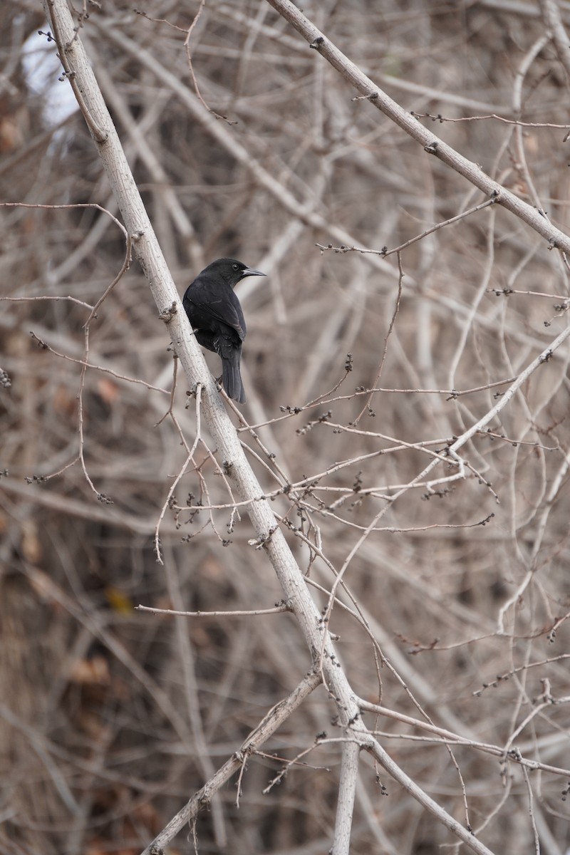 Austral Blackbird - ML645359488