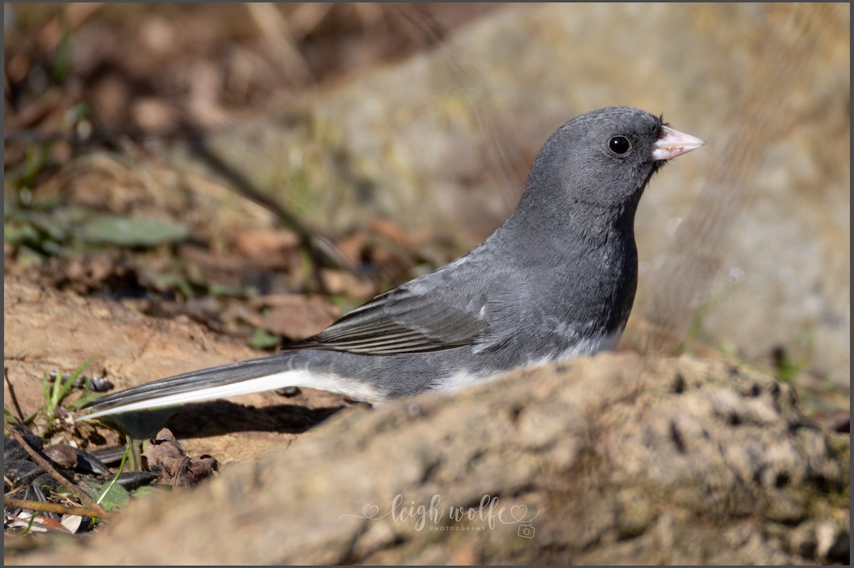 Dark-eyed Junco - ML645359494