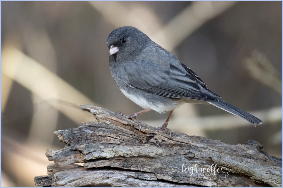 Dark-eyed Junco - ML645359495