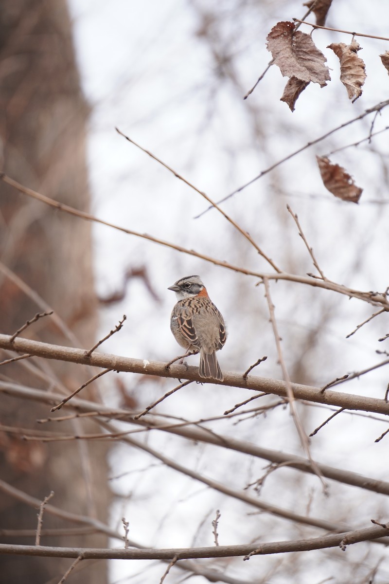 Rufous-collared Sparrow - ML645359498