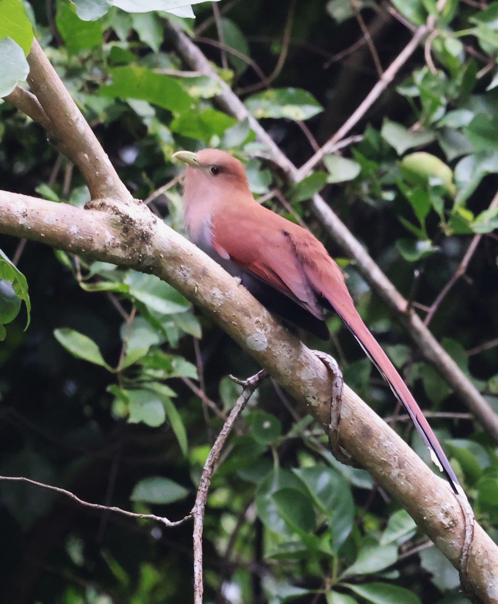 Common Squirrel-Cuckoo - ML645359500