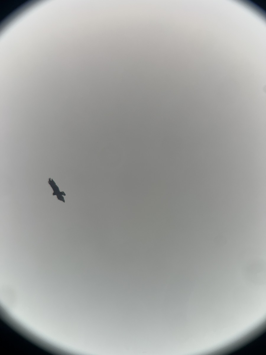 オビオノスリ - ML645359501