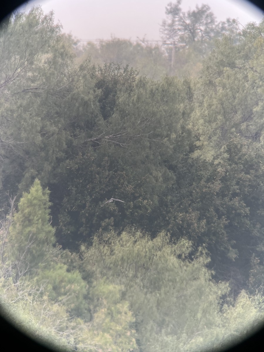 オビオノスリ - ML645359502