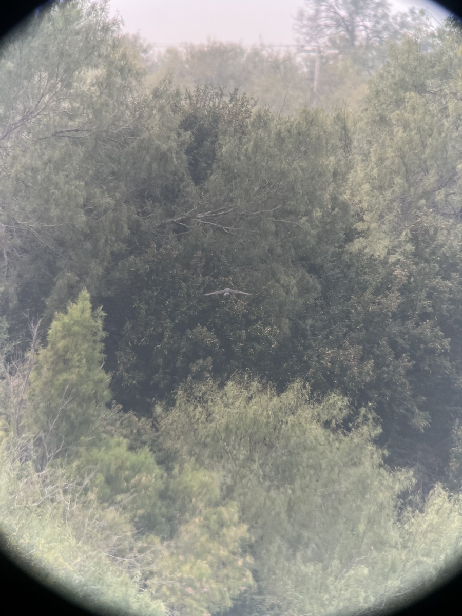 オビオノスリ - ML645359503