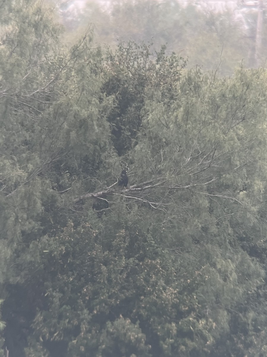 オビオノスリ - ML645359504