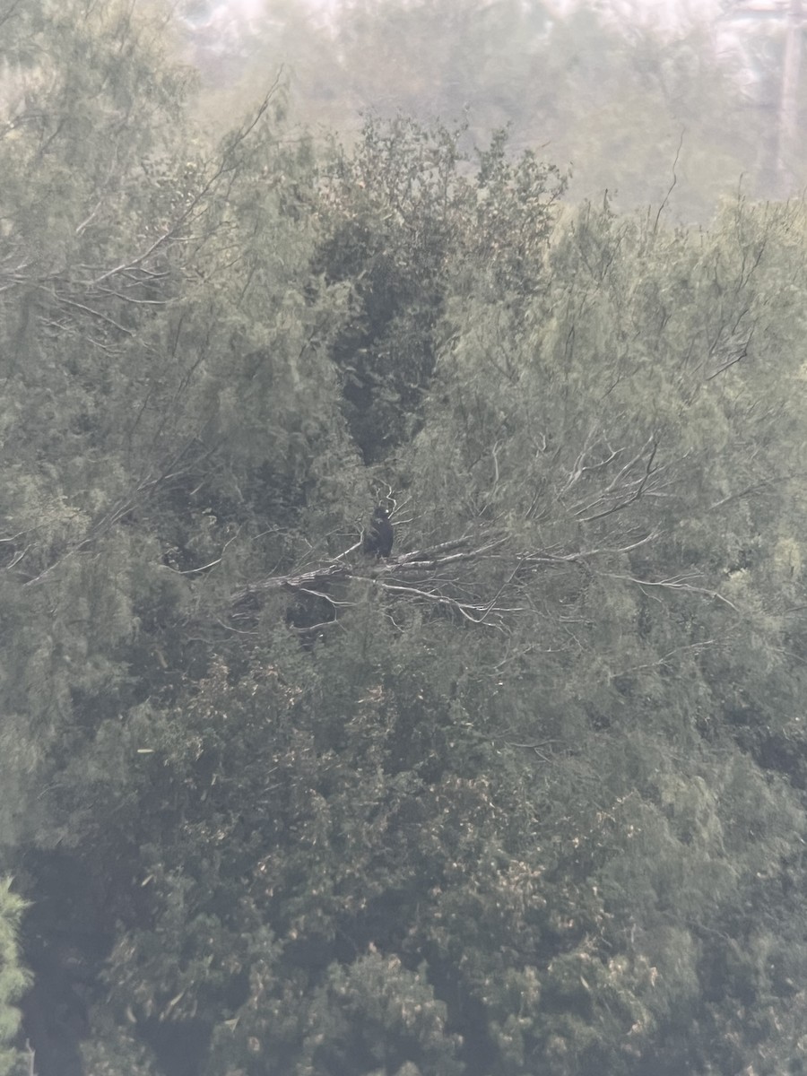 オビオノスリ - ML645359505