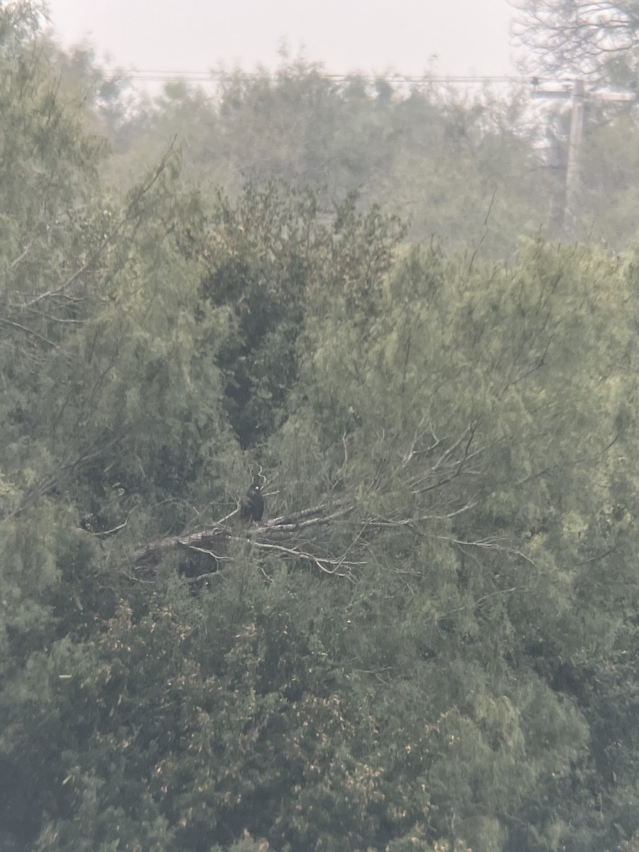 オビオノスリ - ML645359508