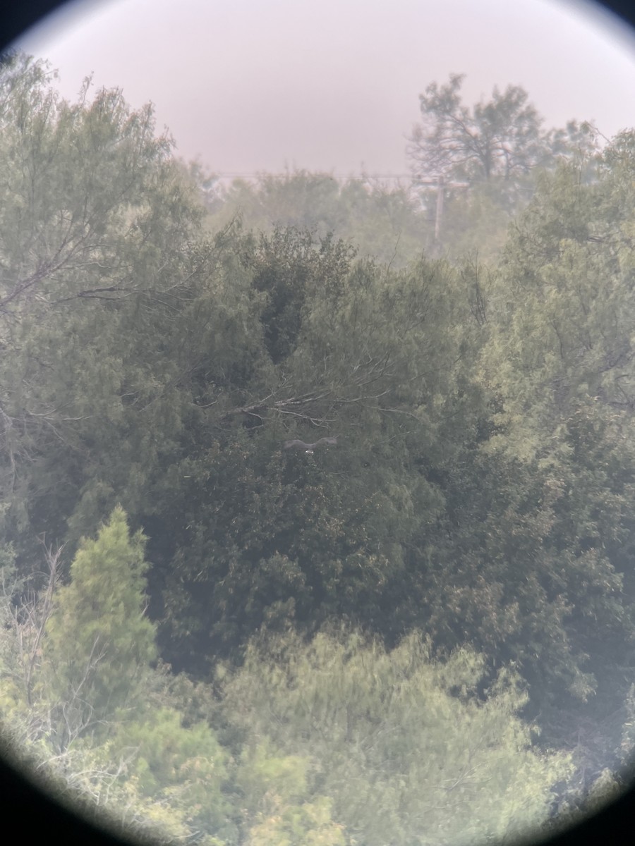 オビオノスリ - ML645359509