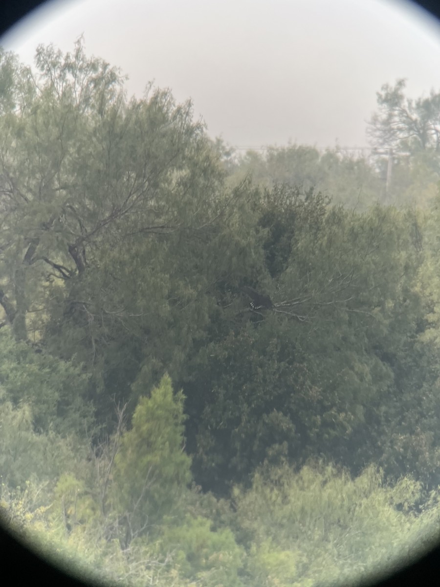 オビオノスリ - ML645359510