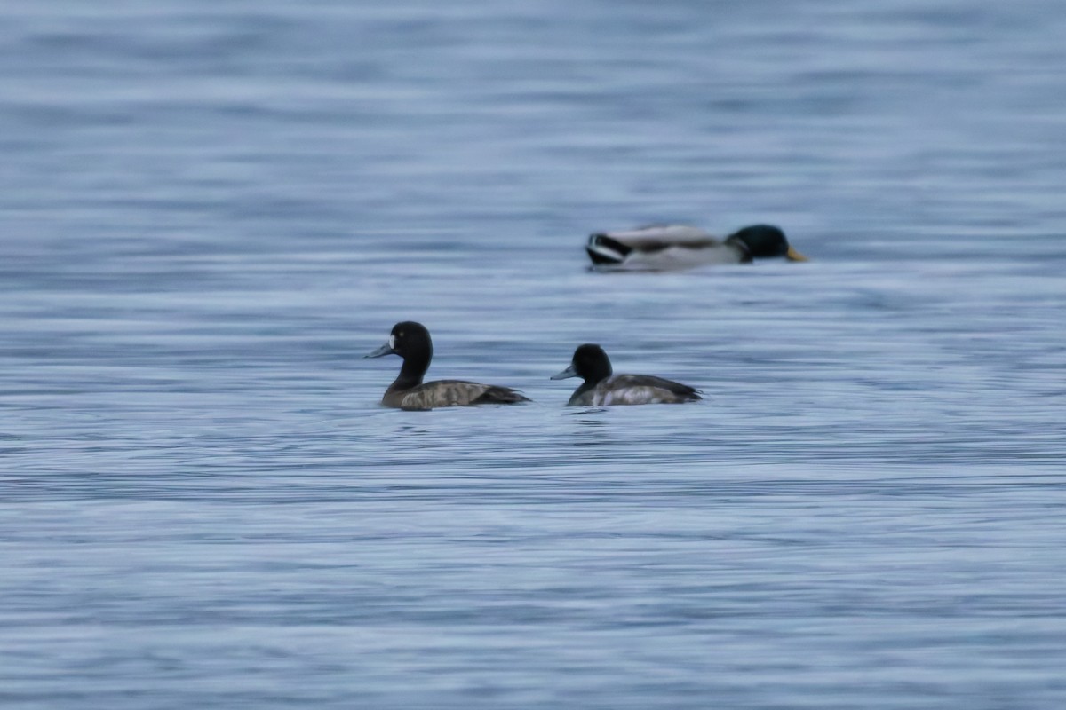 Lesser Scaup - ML645359511