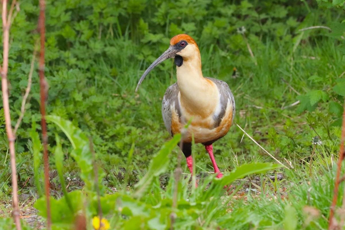 İbikli Sarıca Aynak - ML645359517