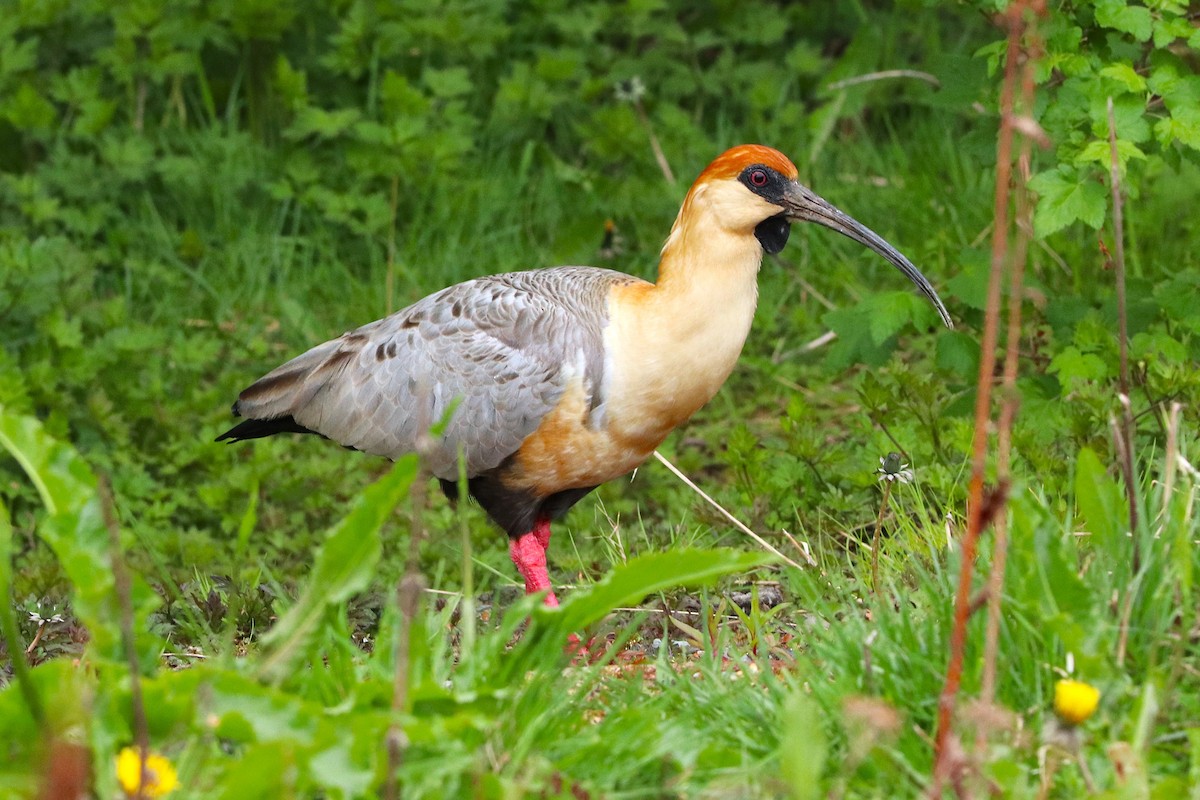 İbikli Sarıca Aynak - ML645359518