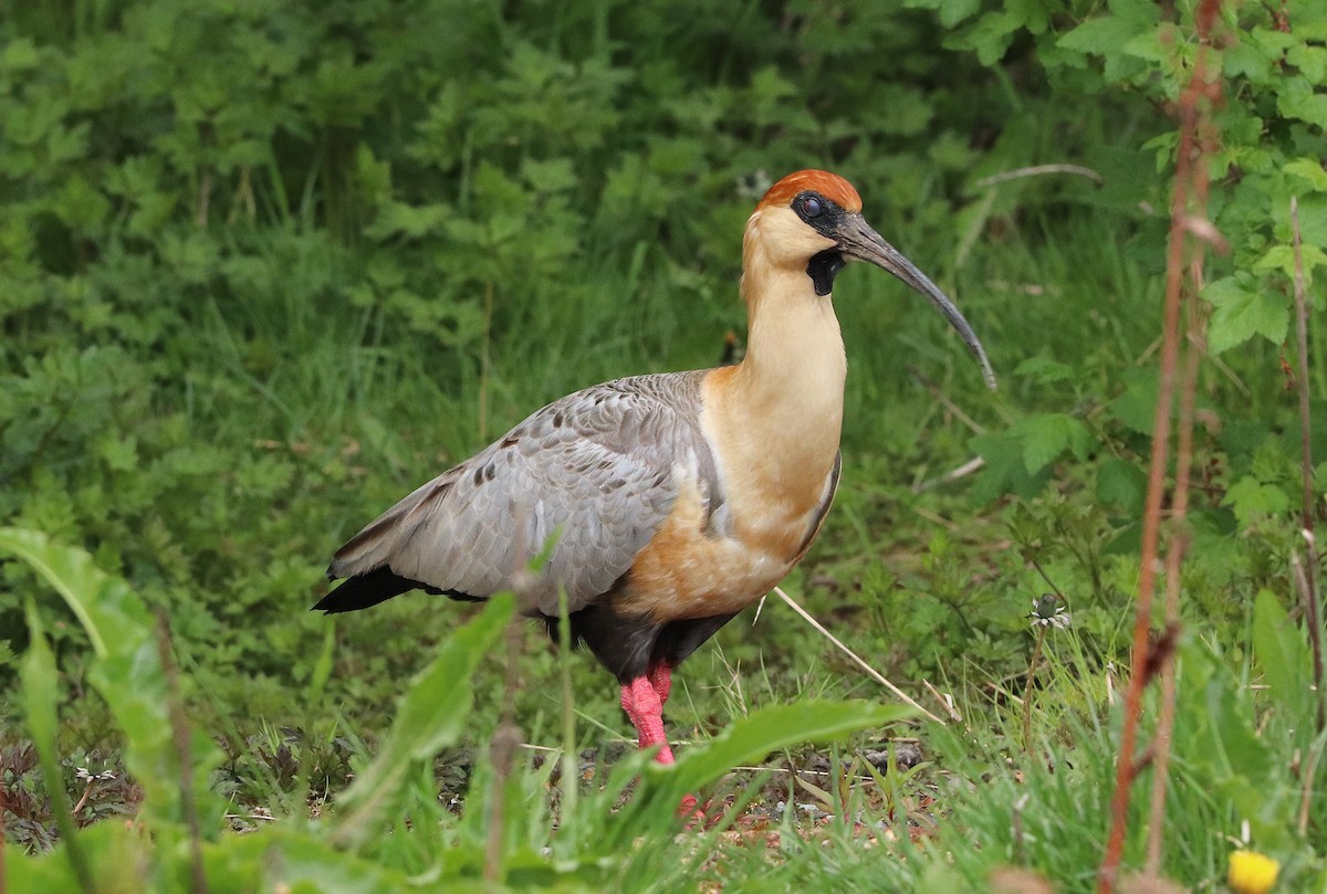 İbikli Sarıca Aynak - ML645359519