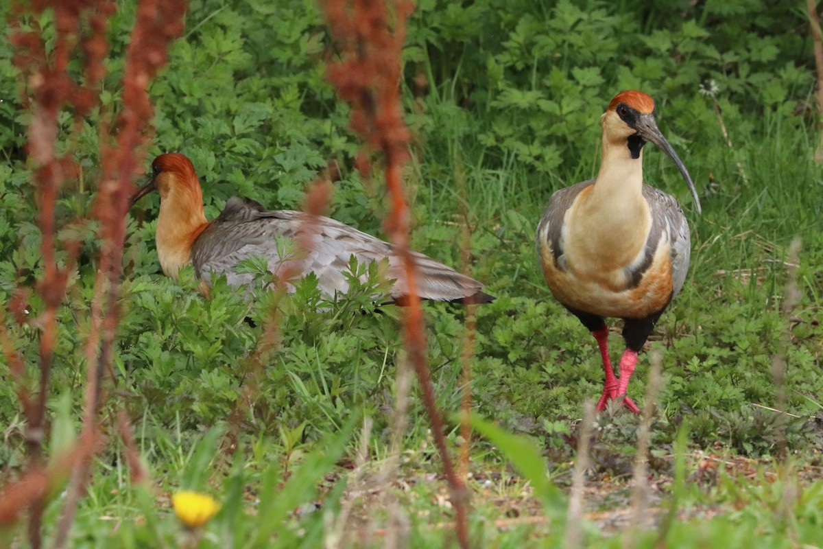 İbikli Sarıca Aynak - ML645359520