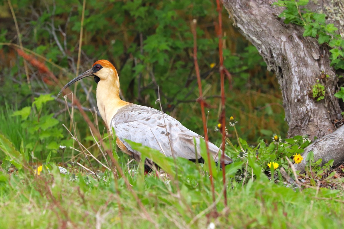 İbikli Sarıca Aynak - ML645359521