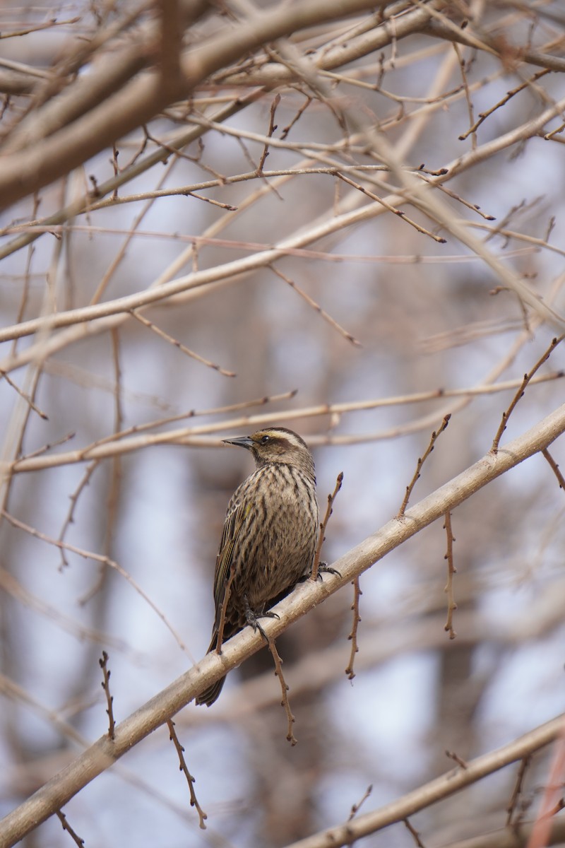 Varillero Aliamarillo - ML645359525
