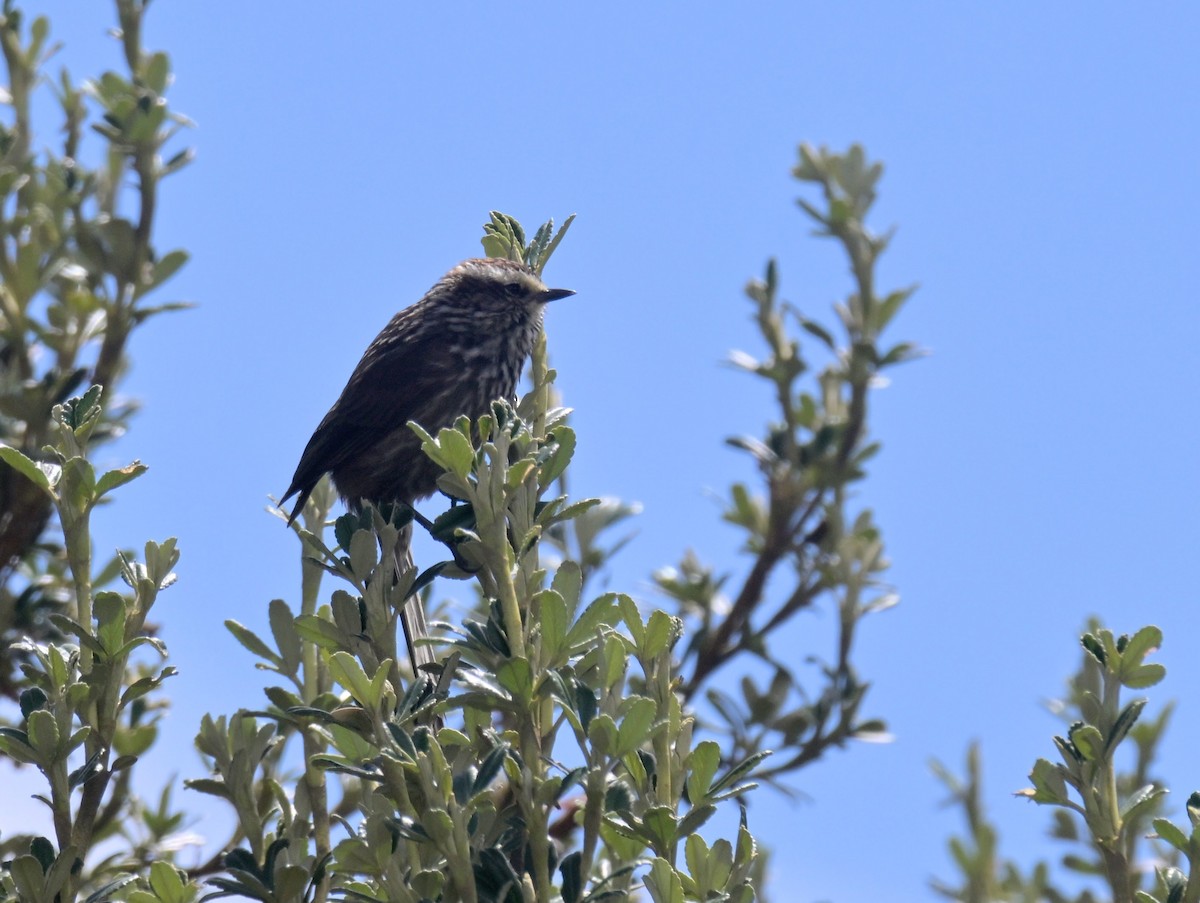 Andean Tit-Spinetail - ML645359527