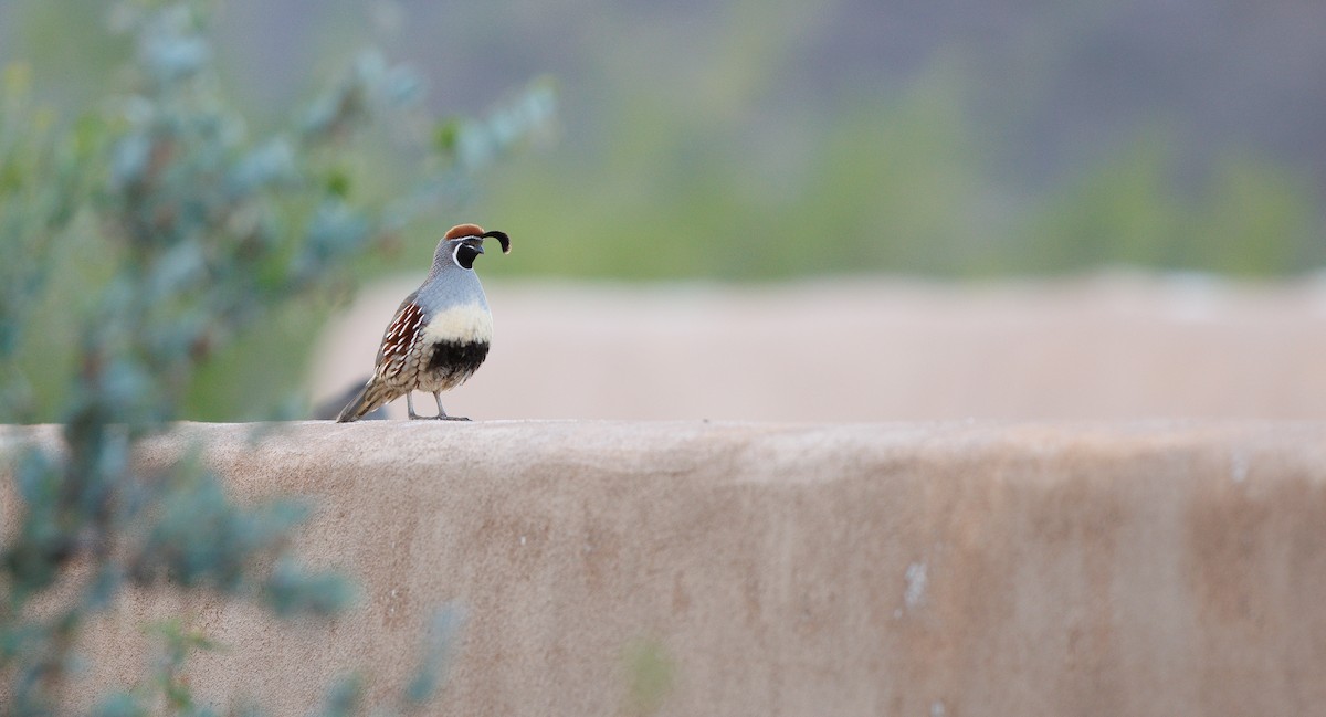 Gambel's Quail - ML645359538