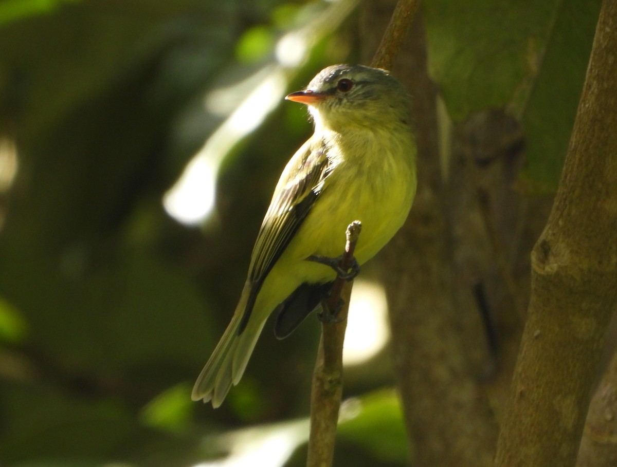 White-fronted Tyrannulet - ML645359543