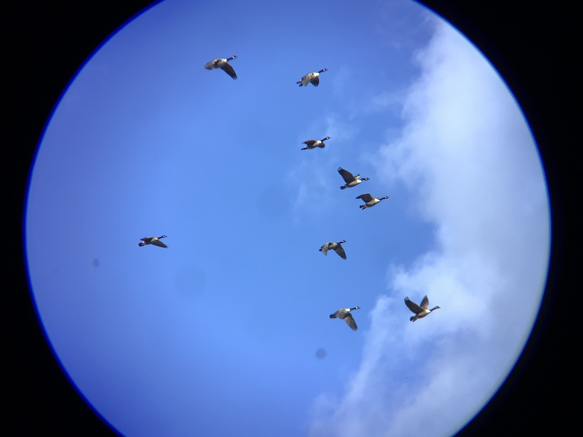 Canada Goose - ML645359554