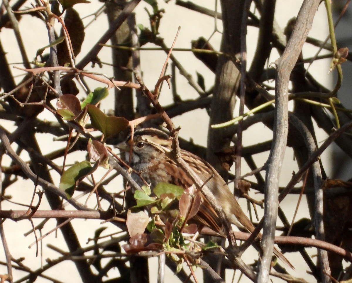 Белогорлая зонотрихия - ML645359560