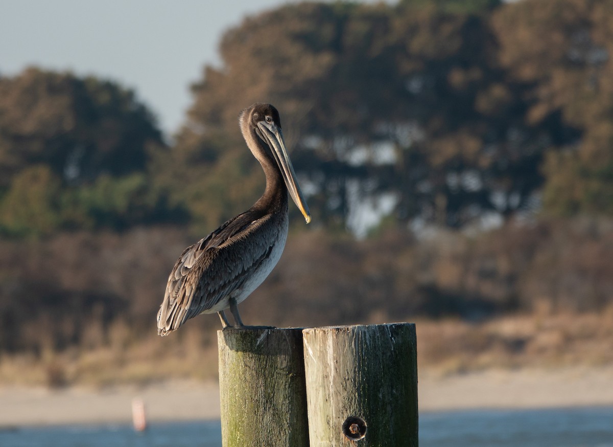 Brown Pelican - ML645359561