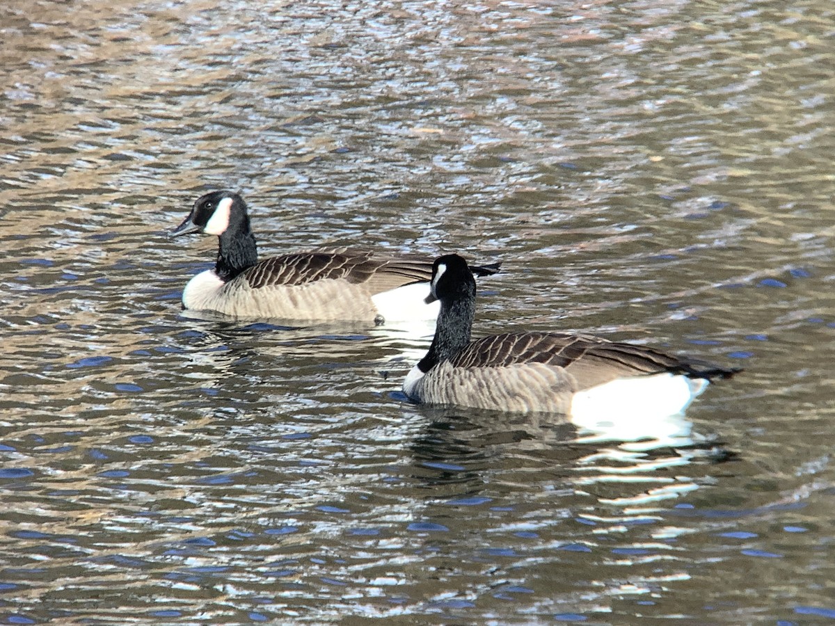Canada Goose - ML645359564