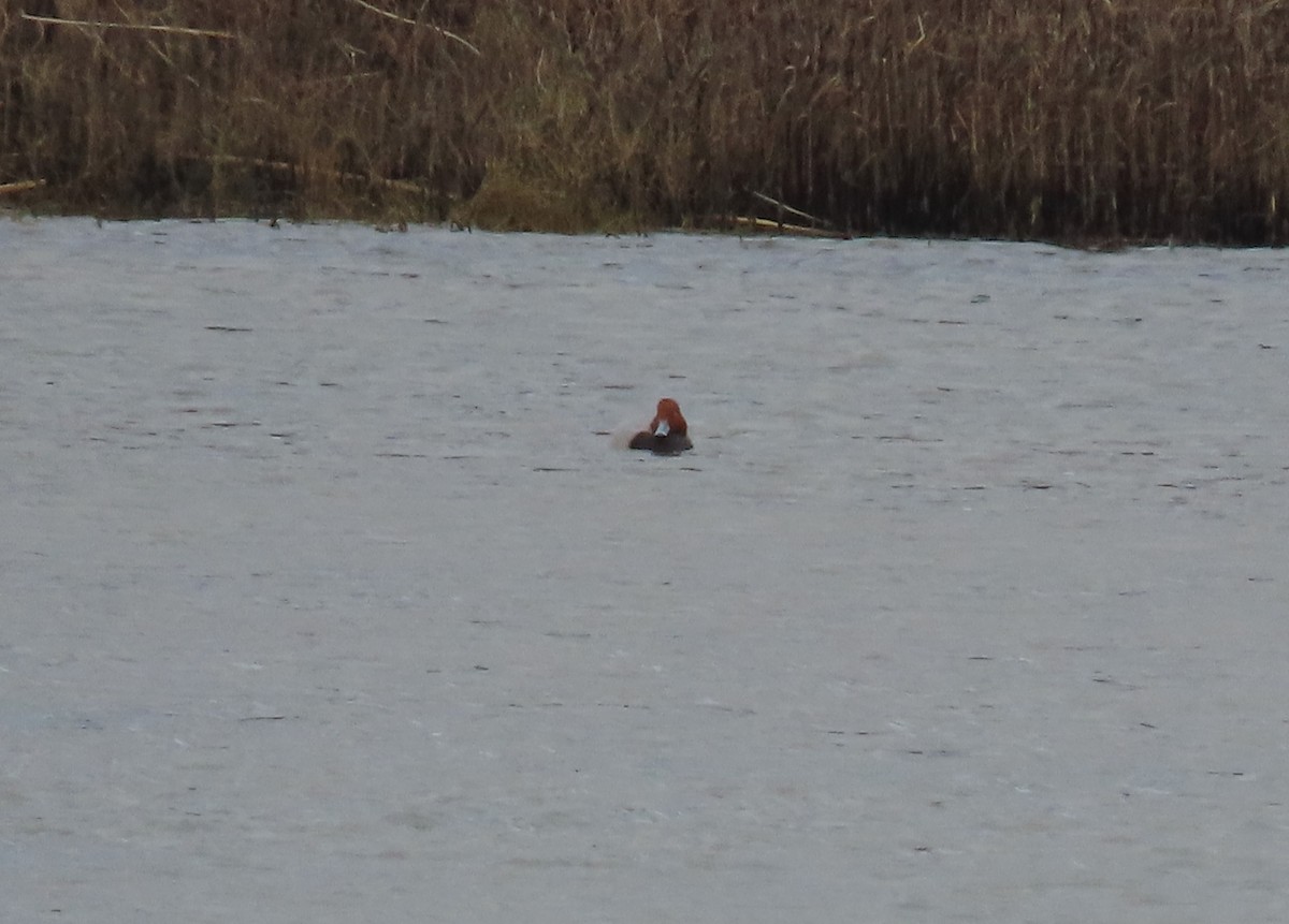 Porrón Americano - ML645359570