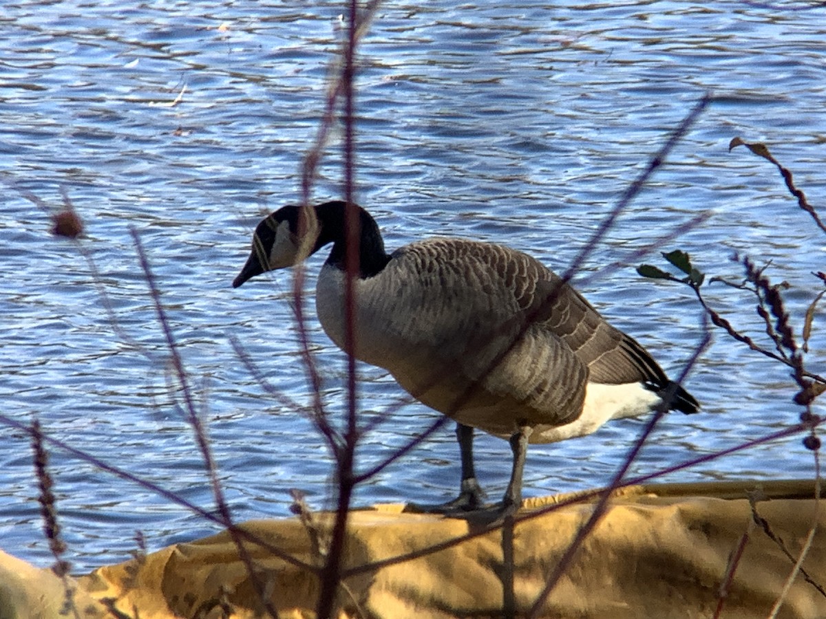 Canada Goose - ML645359571