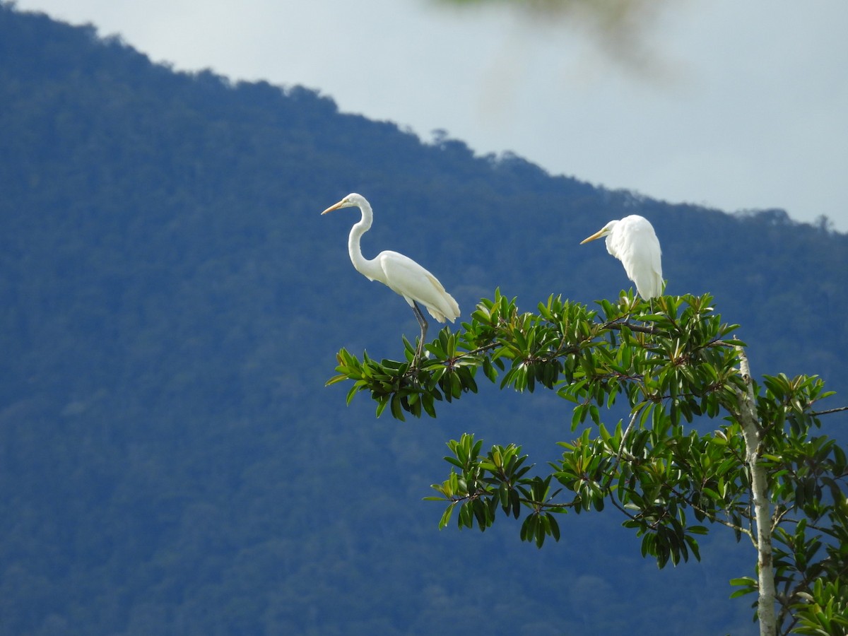 volavka bílá - ML645359577