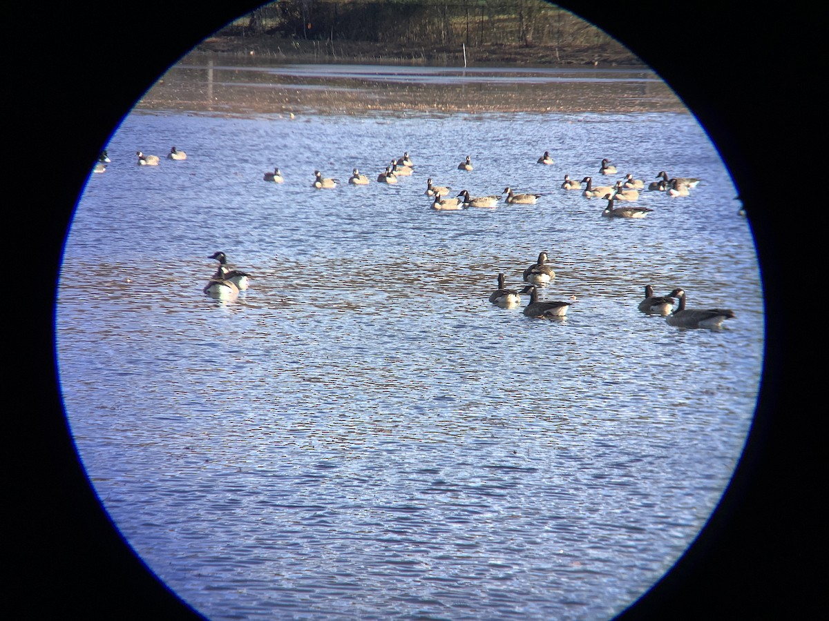 Canada Goose - ML645359579