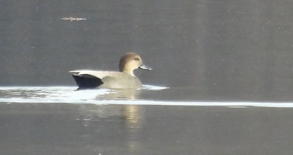 Gadwall - ML645359587