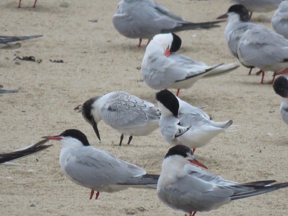 Roseate Tern - ML645359589