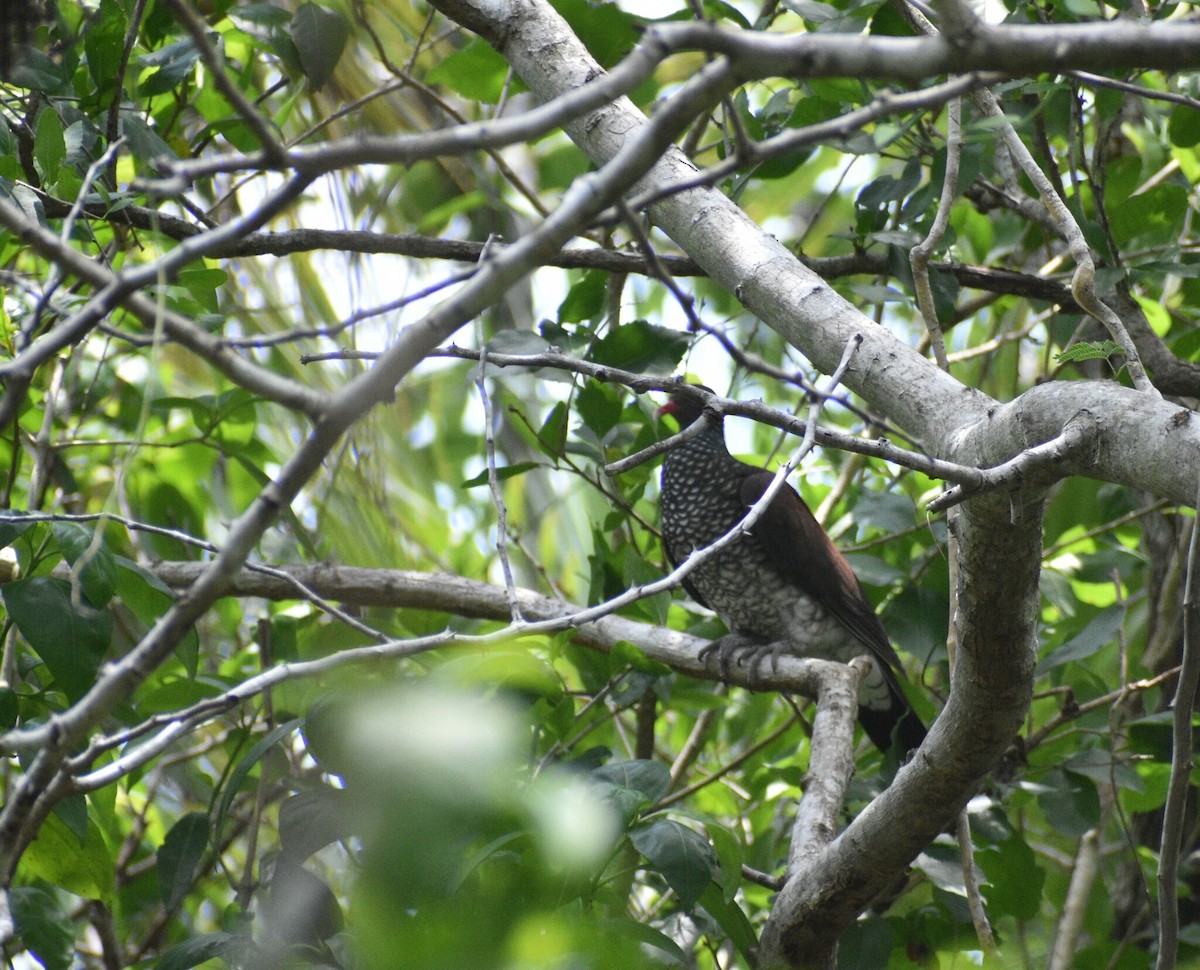 Scaled Pigeon - ML645359613