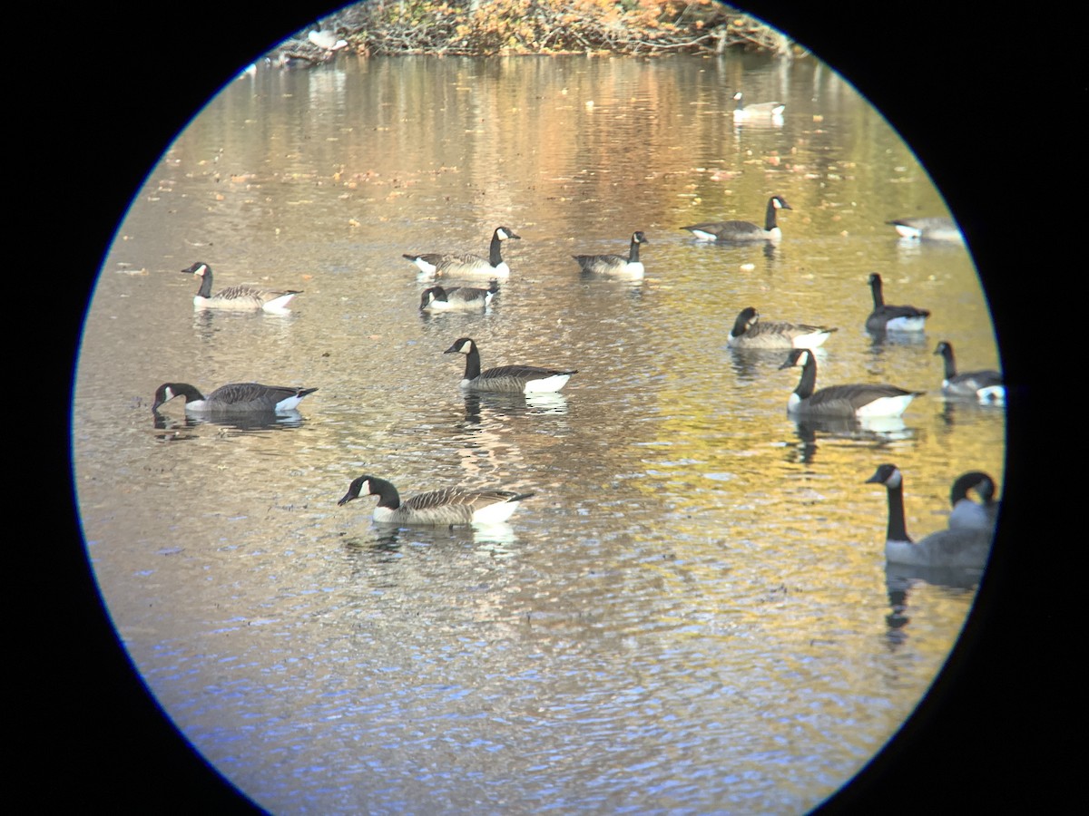 Canada Goose - ML645359617