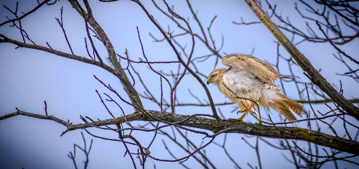 Red-tailed Hawk - ML645359621